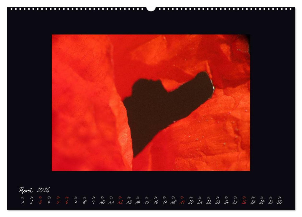 MOHNographie (CALVENDO Premium Wandkalender 2026)