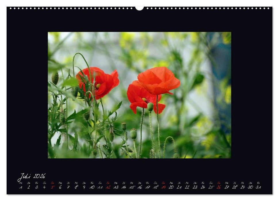 MOHNographie (CALVENDO Premium Wandkalender 2026)