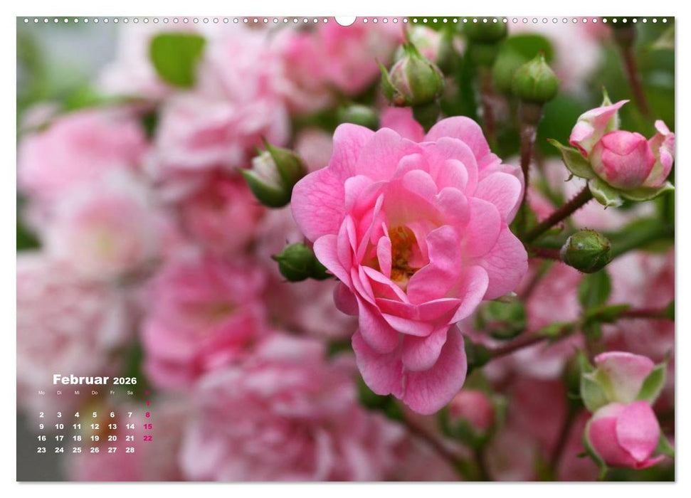 Zauberhafter Rosenreigen (CALVENDO Wandkalender 2026)