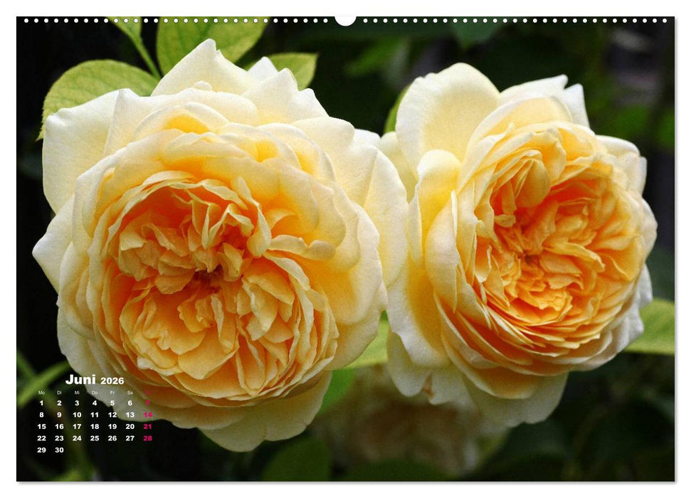 Zauberhafter Rosenreigen (CALVENDO Wandkalender 2026)