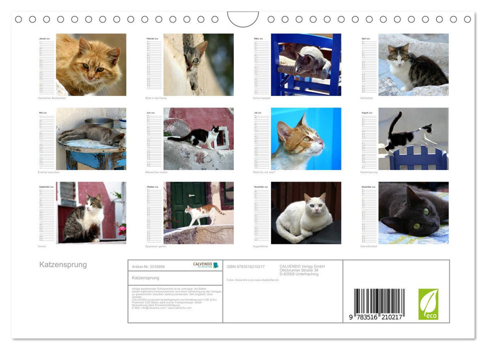Katzensprung (CALVENDO Wandkalender 2026)
