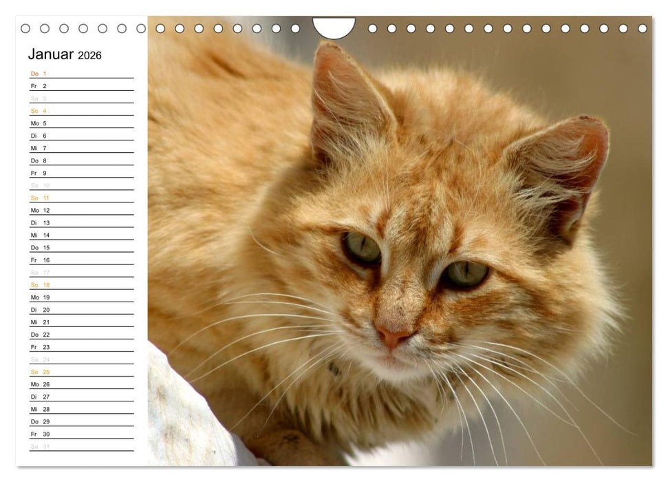 Katzensprung (CALVENDO Wandkalender 2026)