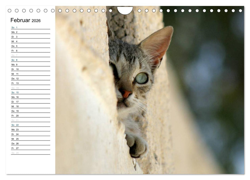 Katzensprung (CALVENDO Wandkalender 2026)