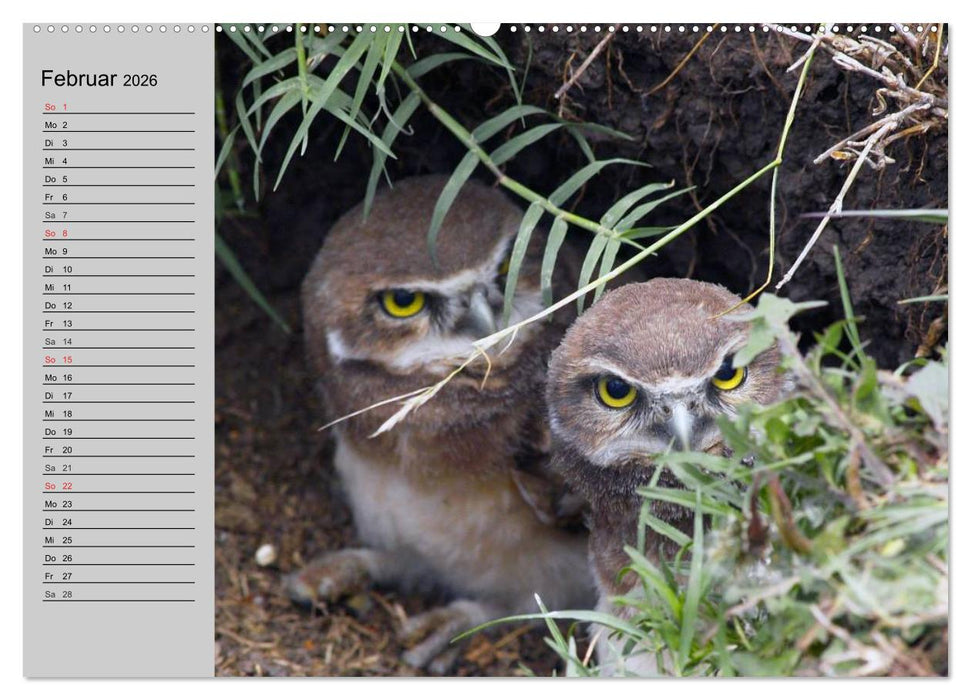 Eulen. Wächter der Nacht (CALVENDO Premium Wandkalender 2026)