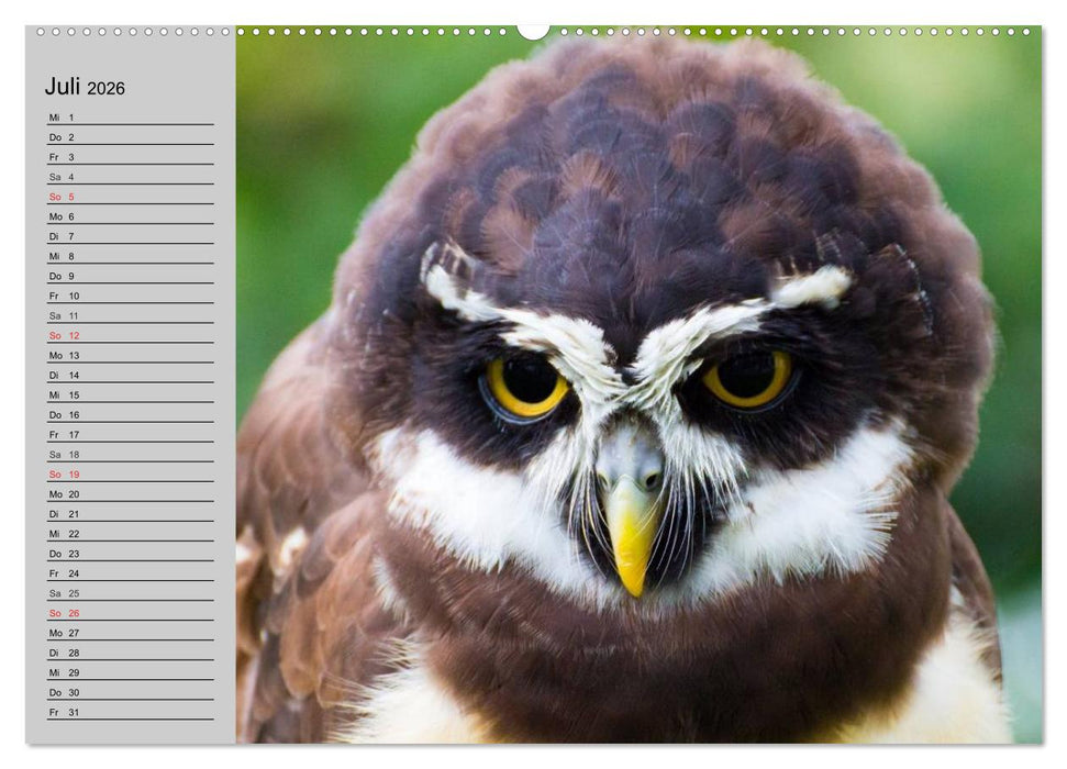 Eulen. Wächter der Nacht (CALVENDO Premium Wandkalender 2026)