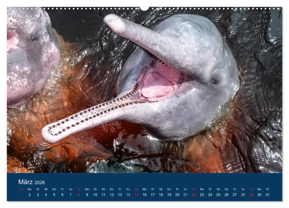 Brasilien tierisch gut 2026 (CALVENDO Premium Wandkalender 2026)