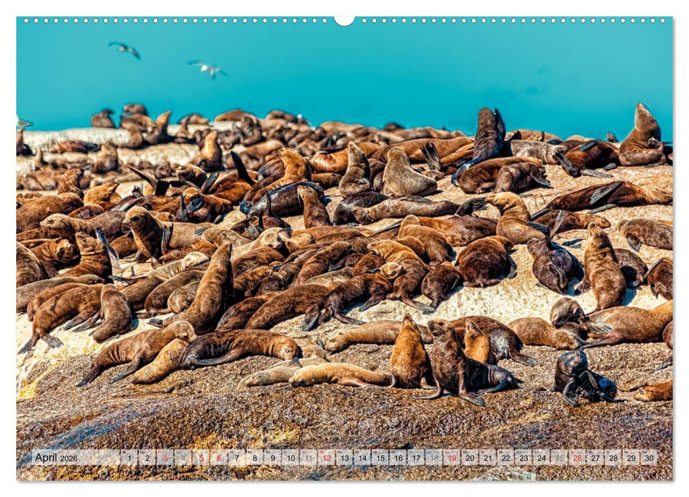 Westkap Südafrika (CALVENDO Premium Wandkalender 2026)