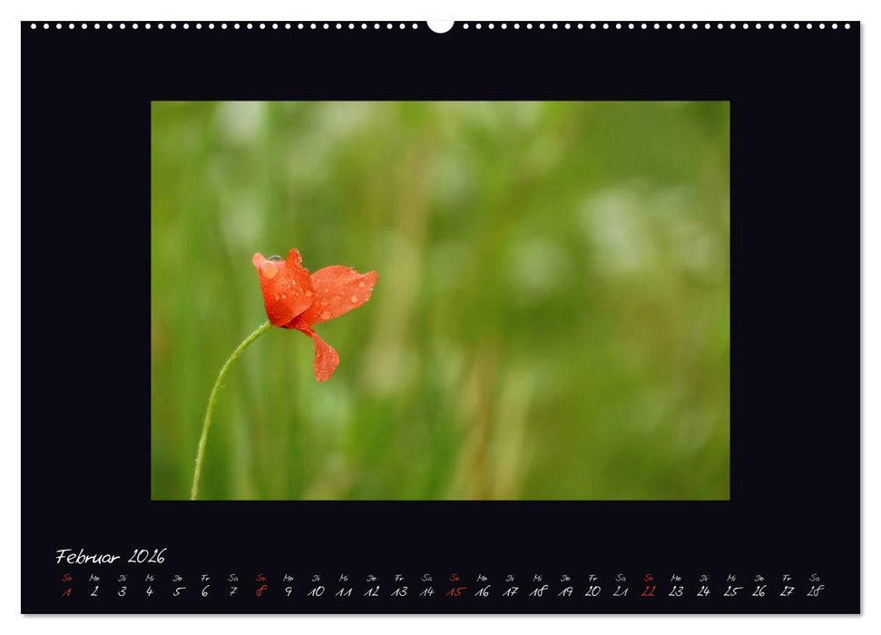 MOHNographie (CALVENDO Wandkalender 2026)