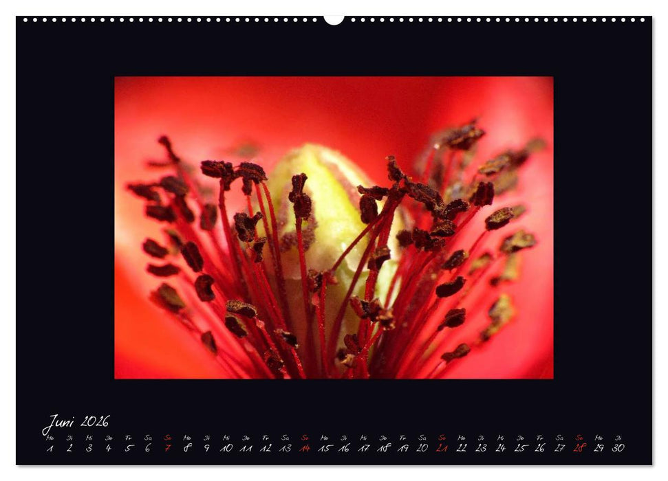 MOHNographie (CALVENDO Wandkalender 2026)