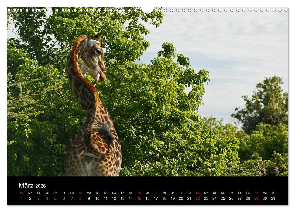 Giraffen – Faszination der Wildnis (CALVENDO Wandkalender 2026)