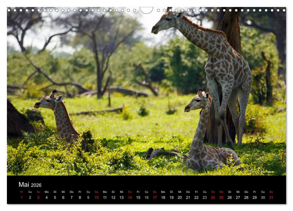 Giraffen – Faszination der Wildnis (CALVENDO Wandkalender 2026)