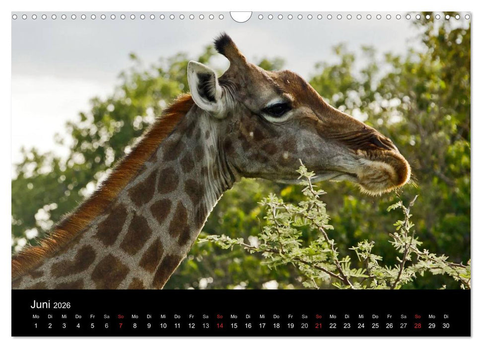 Giraffen – Faszination der Wildnis (CALVENDO Wandkalender 2026)