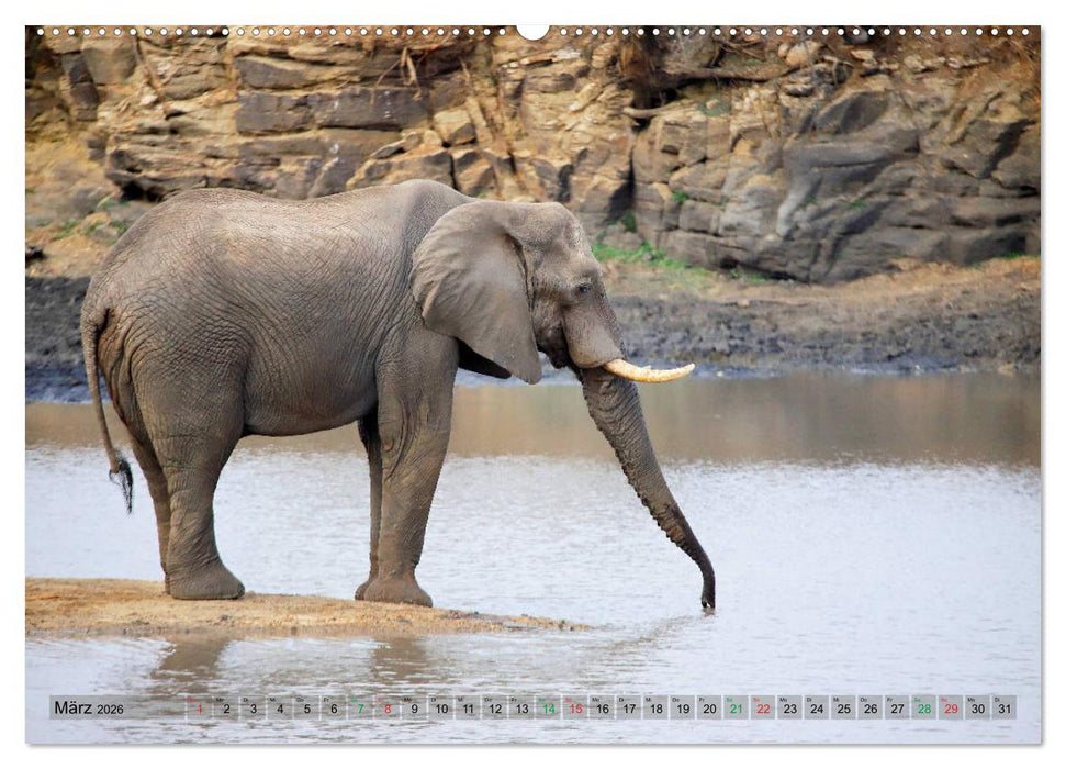 Elefanten in Afrika (CALVENDO Premium Wandkalender 2026)