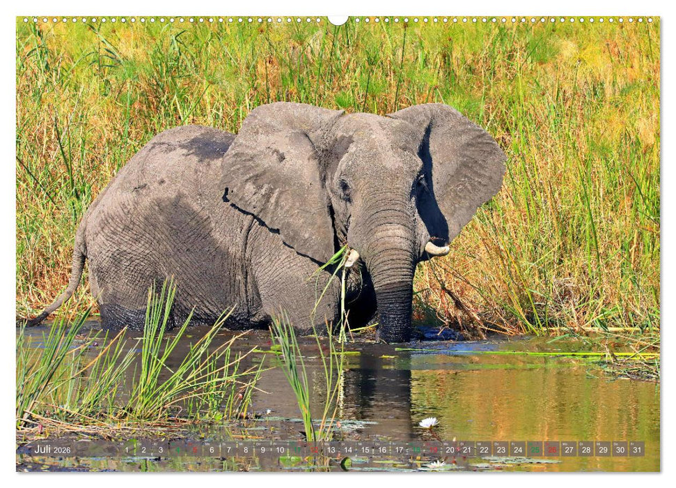 Elefanten in Afrika (CALVENDO Premium Wandkalender 2026)