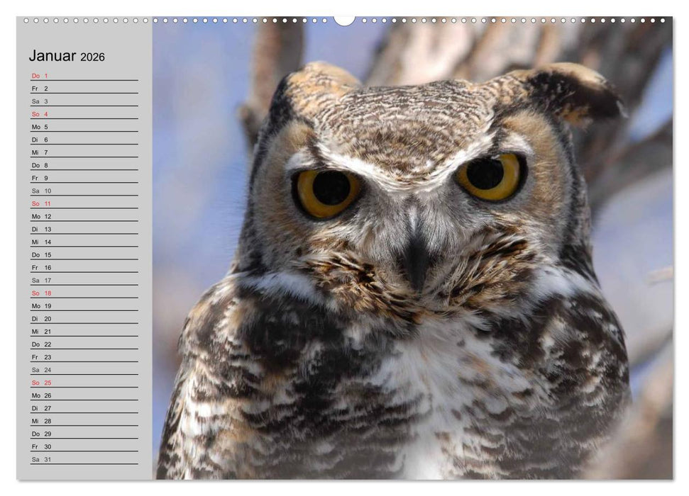 Eulen. Wächter der Nacht (CALVENDO Wandkalender 2026)