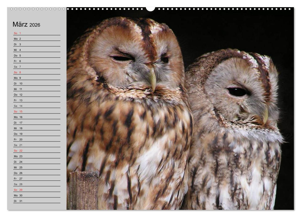 Eulen. Wächter der Nacht (CALVENDO Wandkalender 2026)
