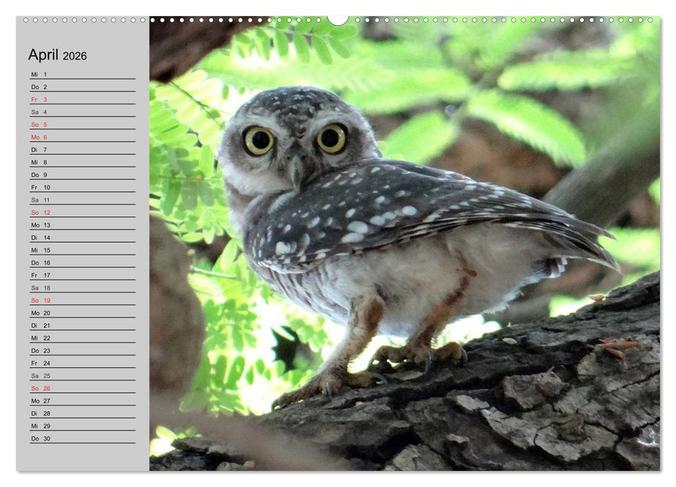 Eulen. Wächter der Nacht (CALVENDO Wandkalender 2026)