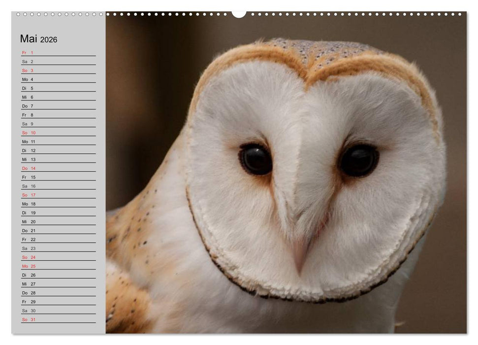 Eulen. Wächter der Nacht (CALVENDO Wandkalender 2026)