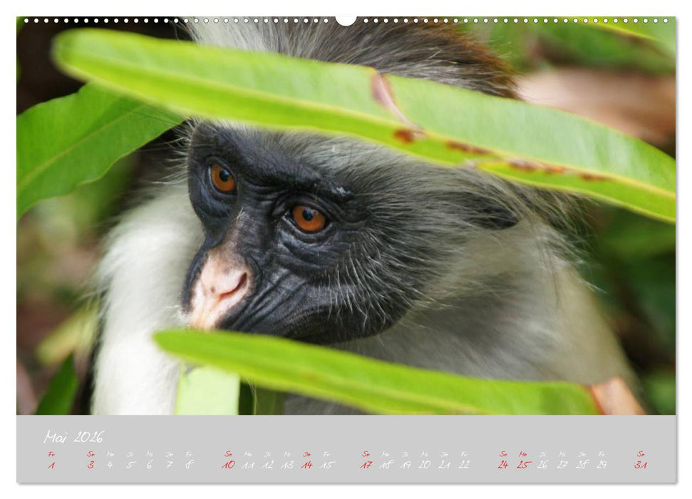 Auf nach Sansibar (CALVENDO Wandkalender 2026)