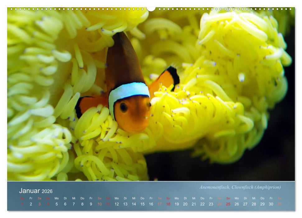 Bunte Riffbewohner - Fische, Anemonen und noch viel mehr (CALVENDO Premium Wandkalender 2026)