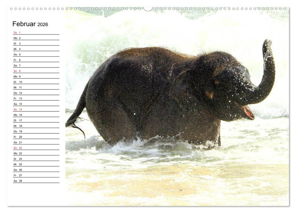 Elefanten - Wasserspaß am Strand (CALVENDO Premium Wandkalender 2026)