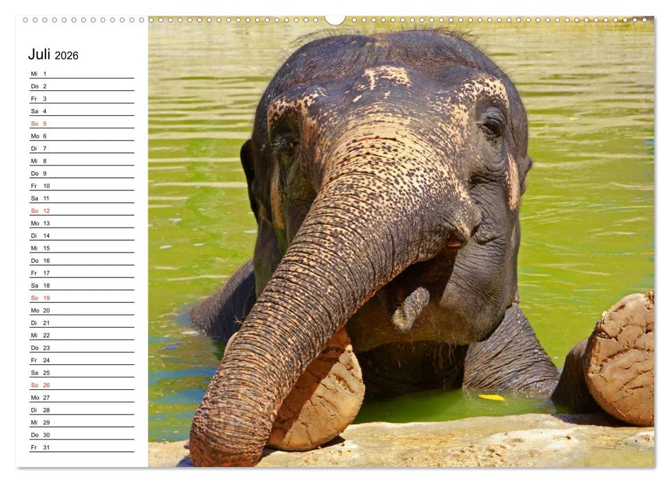 Elefanten - Wasserspaß am Strand (CALVENDO Premium Wandkalender 2026)