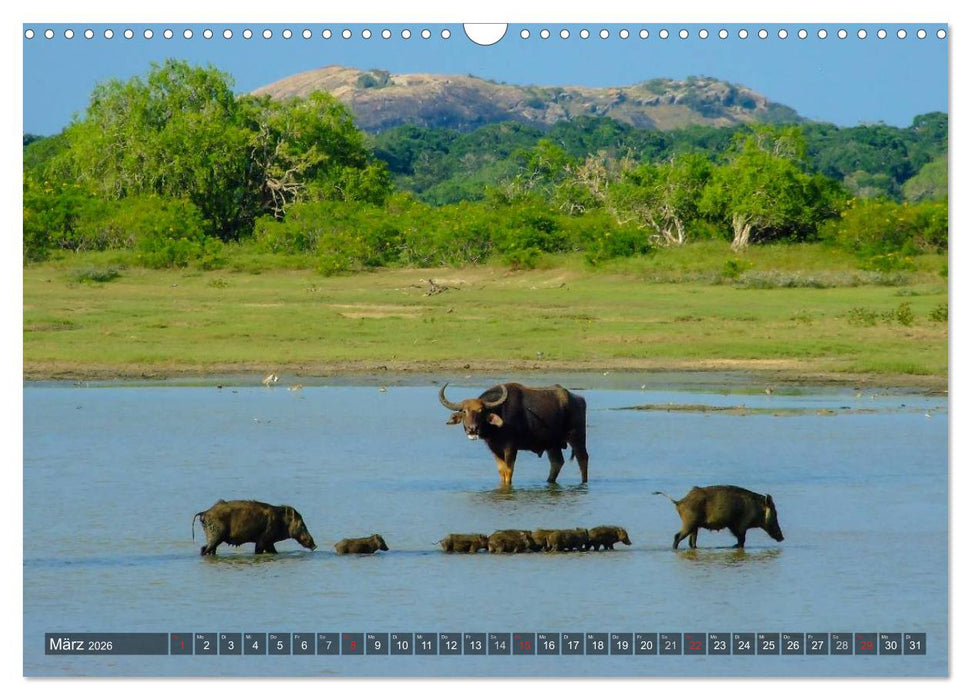 Sri Lanka - Eine Bilder-Reise (CALVENDO Wandkalender 2026)