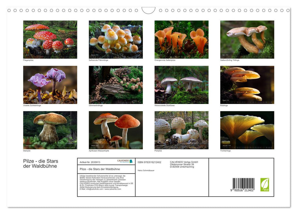 Pilze - die Stars der Waldbühne (CALVENDO Wandkalender 2026)