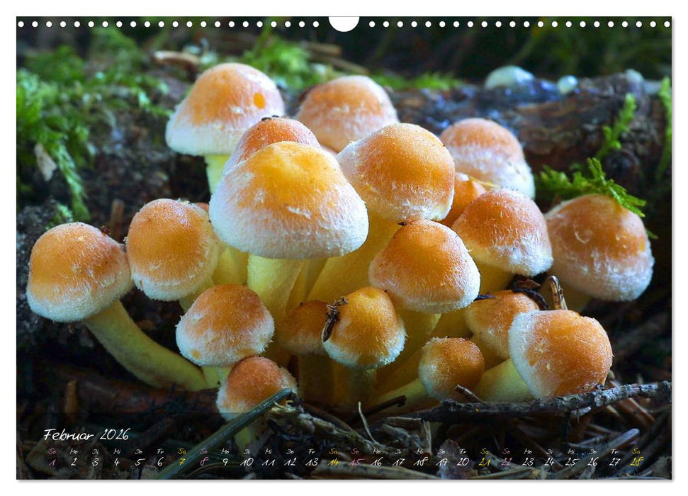 Pilze - die Stars der Waldbühne (CALVENDO Wandkalender 2026)