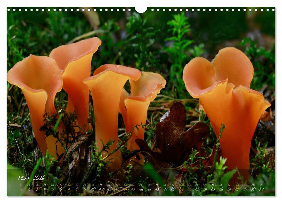 Pilze - die Stars der Waldbühne (CALVENDO Wandkalender 2026)
