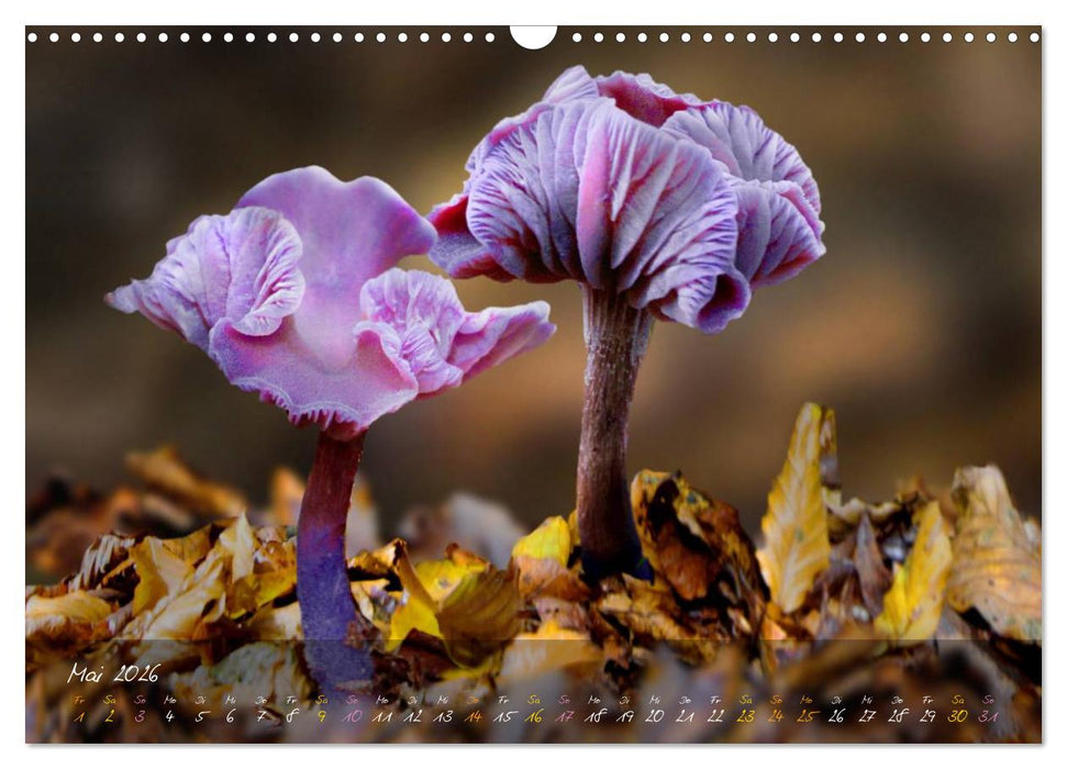 Pilze - die Stars der Waldbühne (CALVENDO Wandkalender 2026)