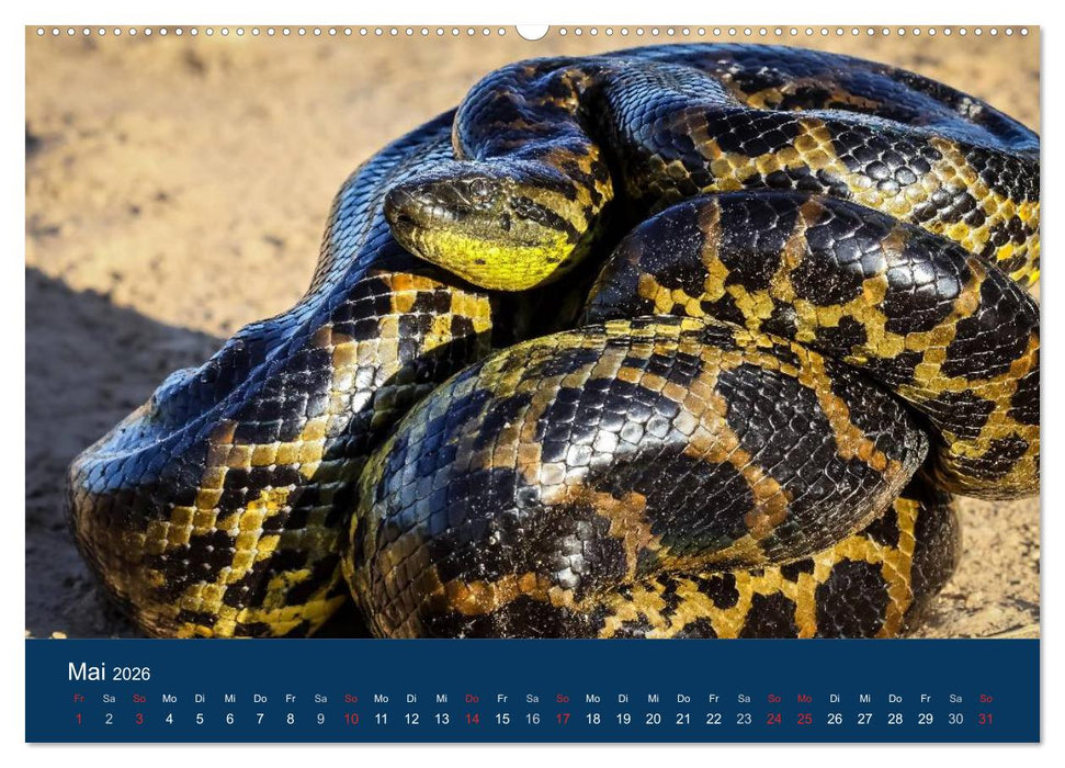 Brasilien tierisch gut 2026 (CALVENDO Wandkalender 2026)