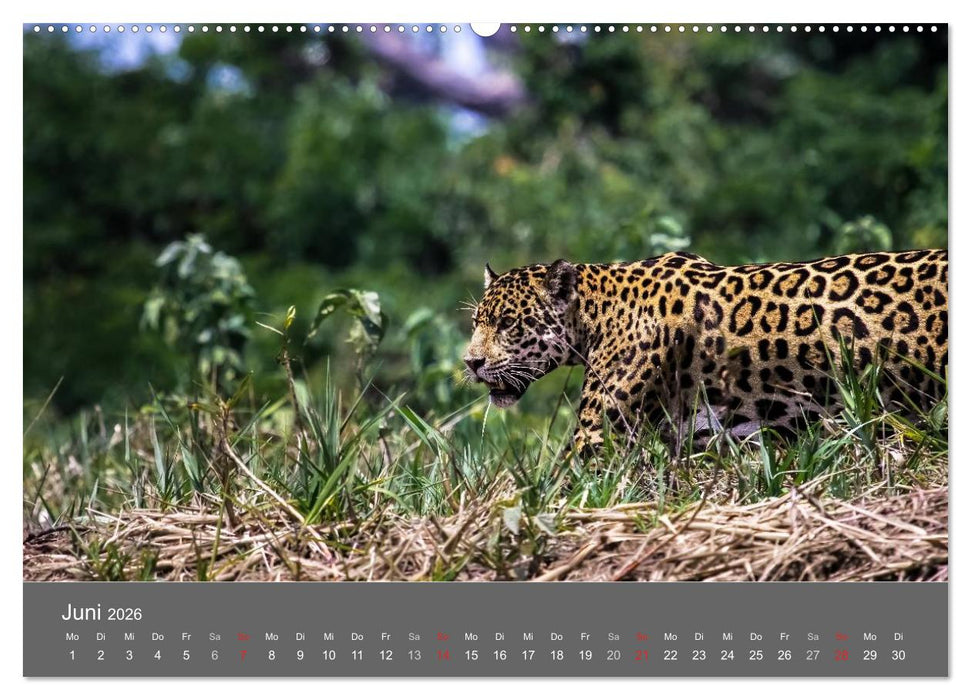 Brasilien 2026 abseits von Rio (CALVENDO Premium Wandkalender 2026)