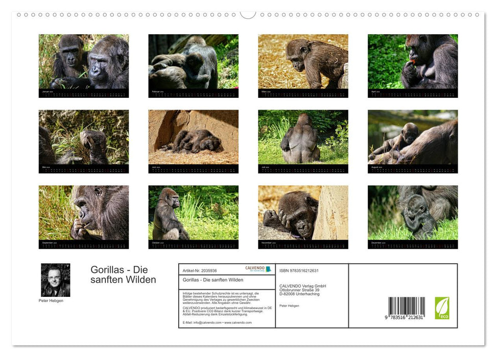 Gorillas - Die sanften Wilden (CALVENDO Premium Wandkalender 2026)
