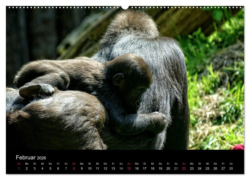 Gorillas - Die sanften Wilden (CALVENDO Premium Wandkalender 2026)
