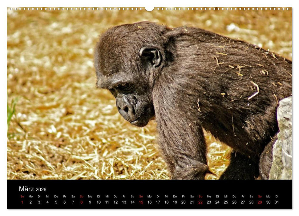 Gorillas - Die sanften Wilden (CALVENDO Premium Wandkalender 2026)