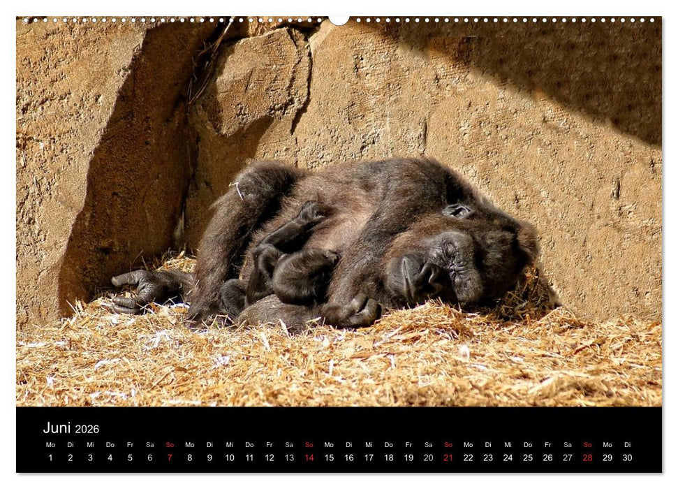 Gorillas - Die sanften Wilden (CALVENDO Premium Wandkalender 2026)