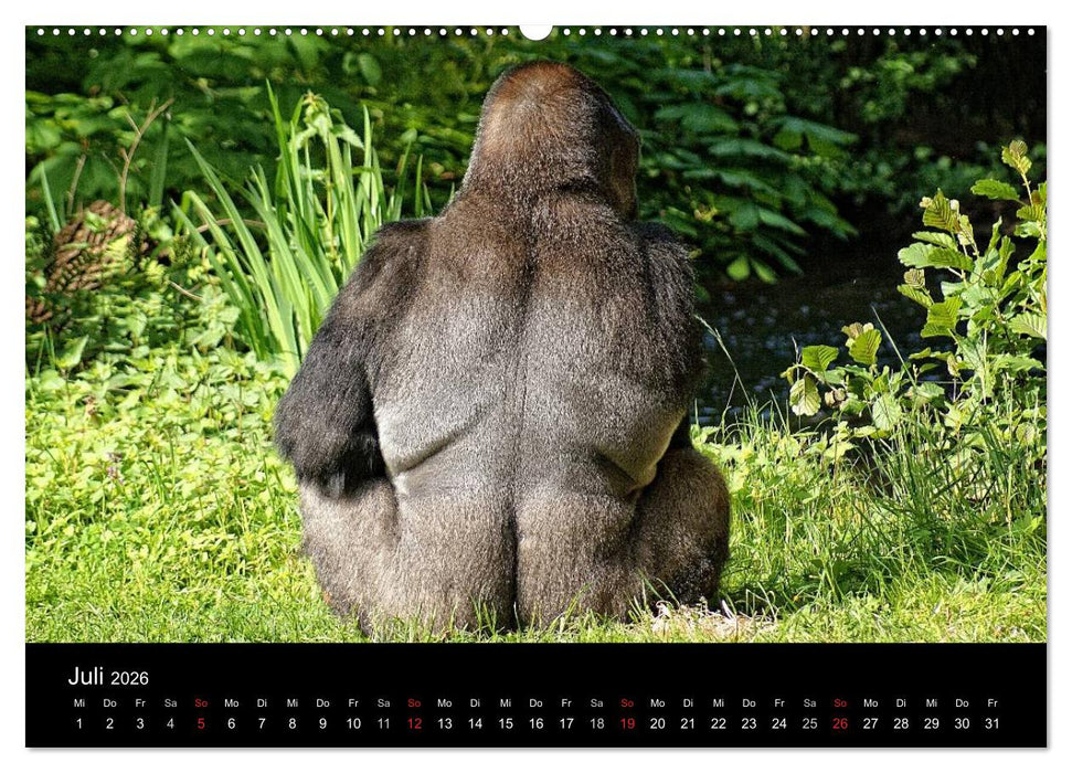 Gorillas - Die sanften Wilden (CALVENDO Premium Wandkalender 2026)