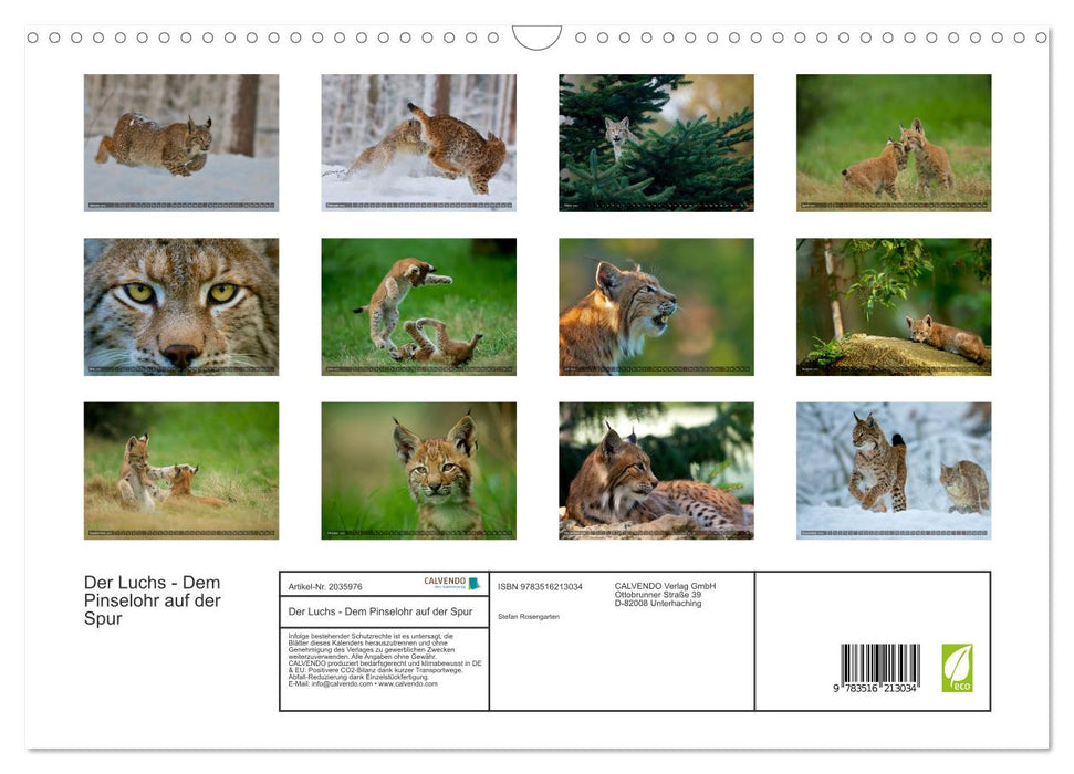 Der Luchs - Dem Pinselohr auf der Spur (CALVENDO Wandkalender 2026)