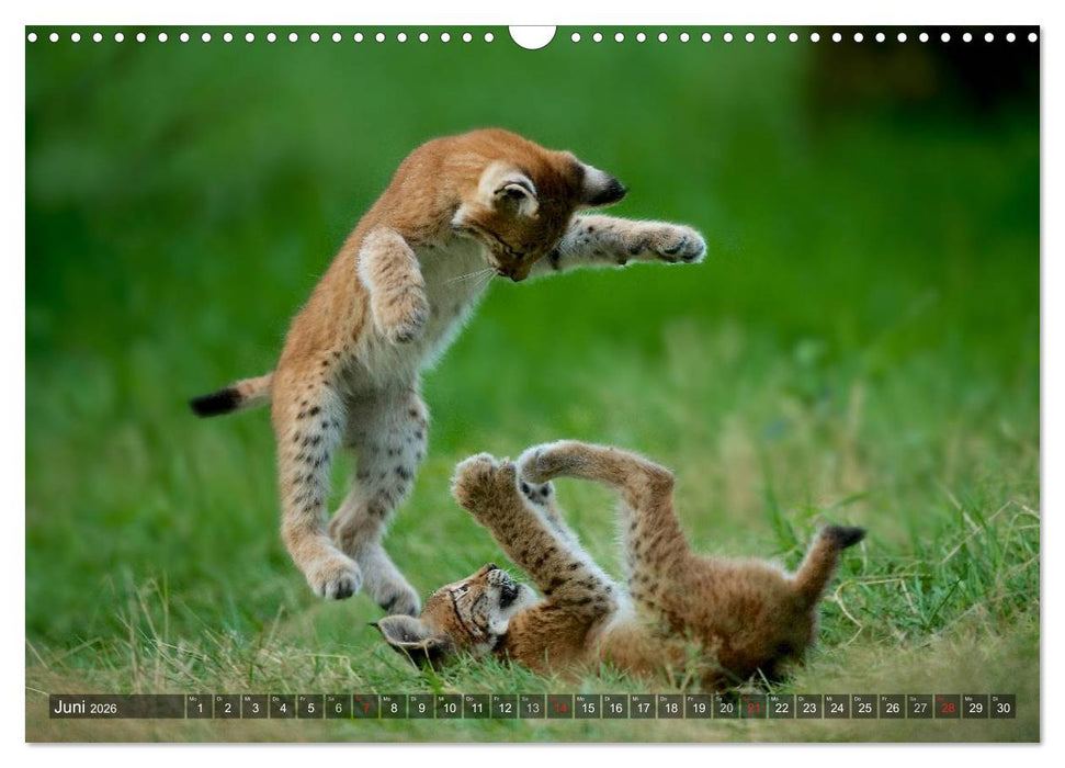 Der Luchs - Dem Pinselohr auf der Spur (CALVENDO Wandkalender 2026)