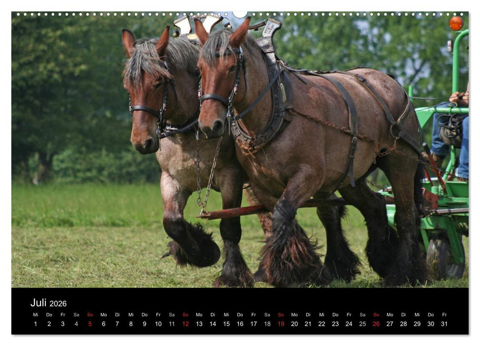 Starke Pferde bei der Arbeit (CALVENDO Premium Wandkalender 2026)