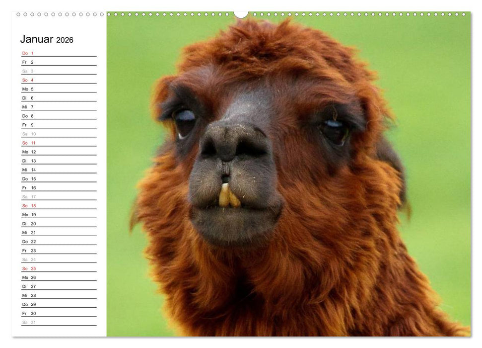 Alpakas und Lamas (CALVENDO Premium Wandkalender 2026)