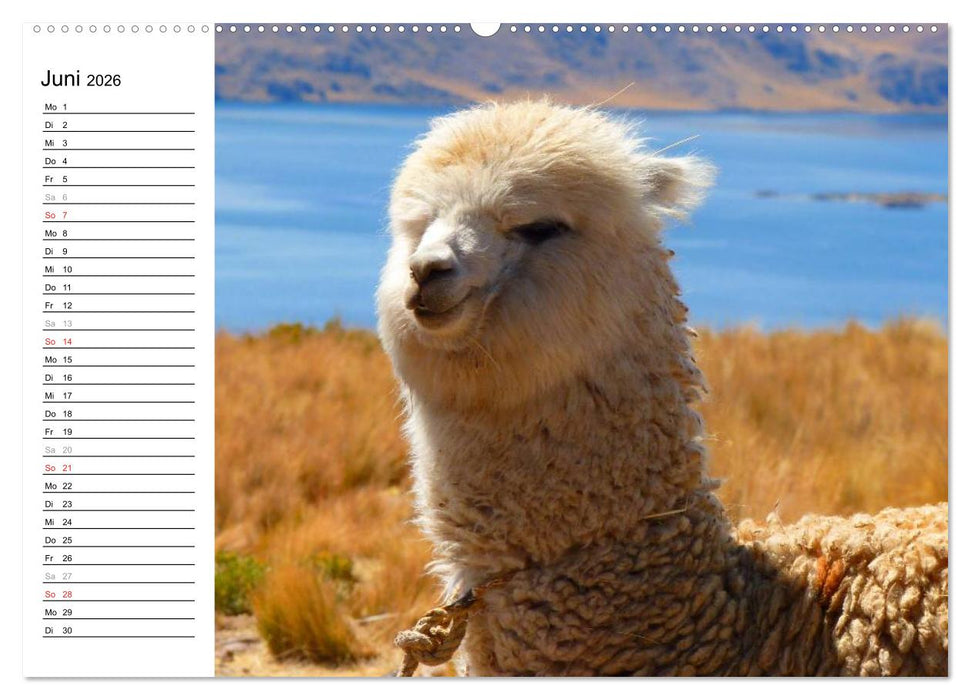 Alpakas und Lamas (CALVENDO Premium Wandkalender 2026)