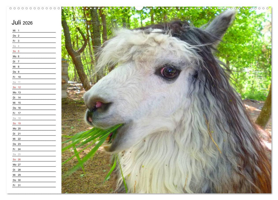 Alpakas und Lamas (CALVENDO Premium Wandkalender 2026)