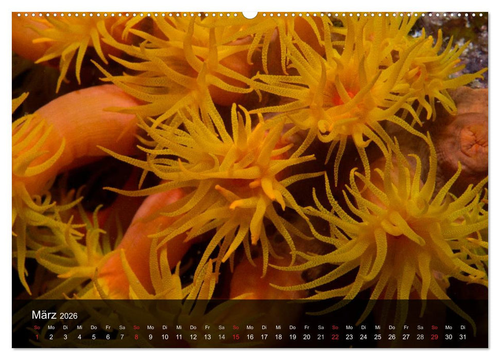 Unterwasser Strukuren (CALVENDO Wandkalender 2026)