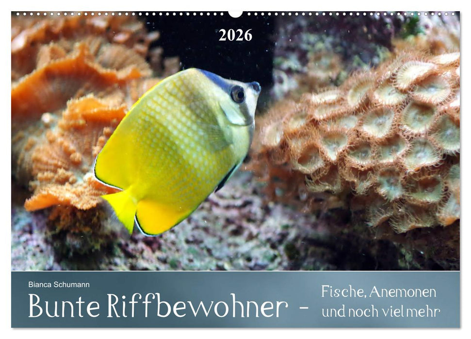 Bunte Riffbewohner - Fische, Anemonen und noch viel mehr (CALVENDO Wandkalender 2026)