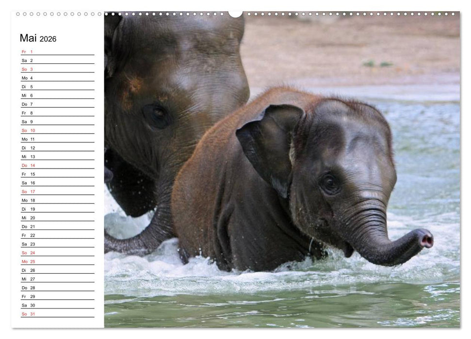 Elefanten - Wasserspaß am Strand (CALVENDO Wandkalender 2026)