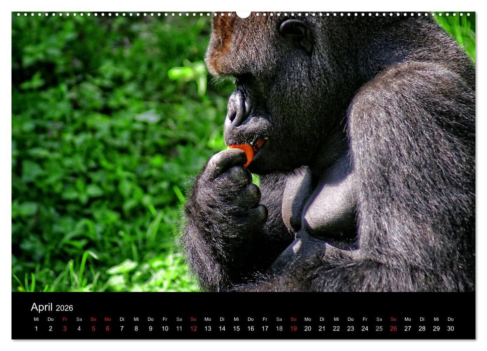 Gorillas - Die sanften Wilden (CALVENDO Wandkalender 2026)