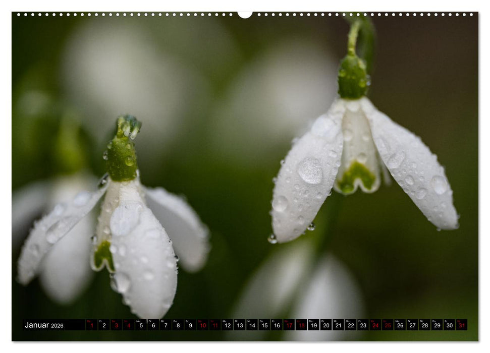 Frühlingsblüher - Farbenpracht nach dem Winter (CALVENDO Premium Wandkalender 2026)