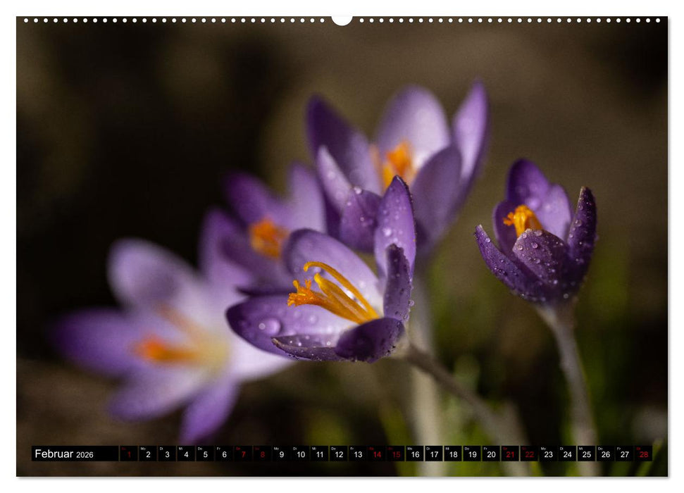 Frühlingsblüher - Farbenpracht nach dem Winter (CALVENDO Premium Wandkalender 2026)